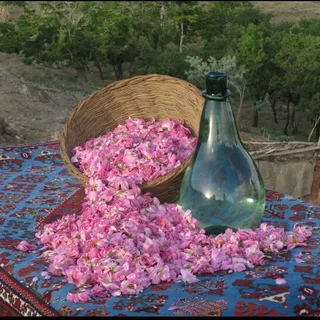تصویر 2 از خرید و قیمت گلاب سحرخیز + فروش عمده